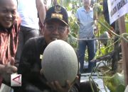 Buah Kepayang Khas Kalbar Terbukti Efektif Turunkan Kolesterol, Ini Hasil Risetnya